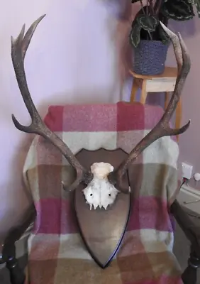 Antique Taxidermy Mounted Red Deer Skull Cap And Antlers • £145