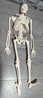 READ 16  Anatomical Miniature Skeleton Model Figure Halloween Prop • $17.95