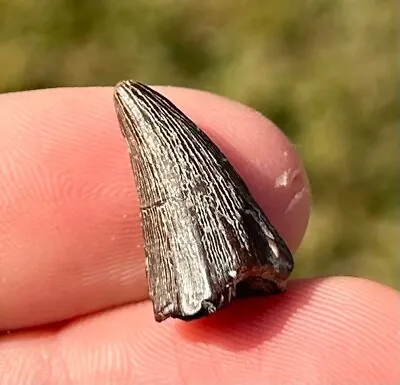 NICE Texas Fossil Mosasaur Tooth Dinosaur Tooth Ozan Formation Cretaceous Age • $39.99