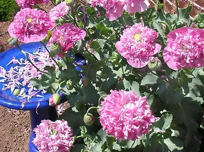 £2.30 • Buy These Are Dark Pink Peony  Poppy Seeds To Brighten Any Garden.