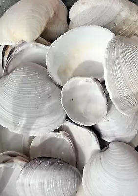 Wholesale 2 LBS Fla Southern Quahog Clam Seashells 3-5  Bulk Lot Crafting Shells • $29