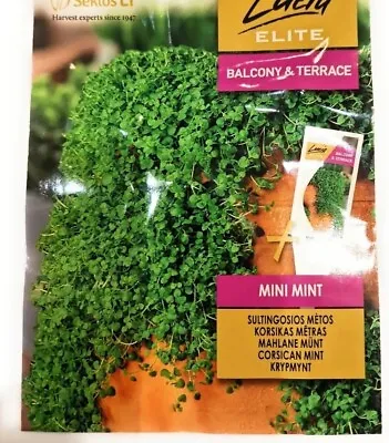 Herbs  Corsican Mint *  Mini Mint-20 Quality Seeds *FAST Dispatch * Ground Cover • £5.98