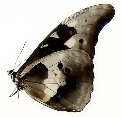 Morpho Helena Male | Satipo Peru | As Pictured A1 To A1- | Huge • $41.22