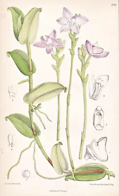 Sarcochilus Lilacinus Malay Peninsula Orchid Lithograph Curtis 7754 • $26.92