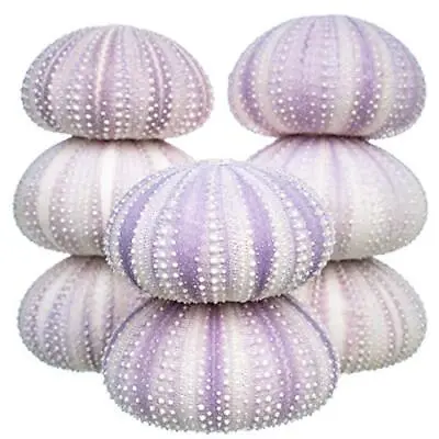 Sea Urchin Purple Sea Urchin Shell 8 Purple Sea Urchin Shells For Craft & Decor • $19.99