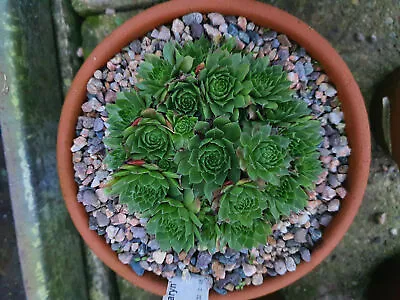 Sempervivum Roosemaryn (House Leek) 5cm Pot • £3.30