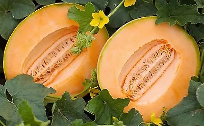 Delicious 51 Melon Seeds Cantaloupe NON-GMO Variety Packet Sizes FREE SHIP • $1.69