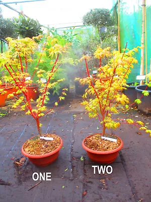 28inch Inc. Pot OUTDOOR Bonsai Tree Coral Bark Japanese Maple - Acer Sangokaku • £115