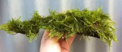 £12.62 • Buy Mühlan Aquatic Plants Root Planted With Java Moss For Fish Tanks