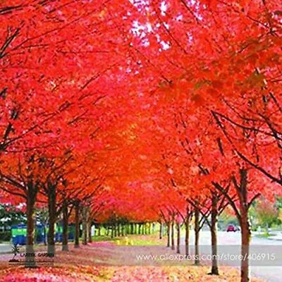 $8.29 • Buy 30 Japanese Red Maple Tree Seeds Professional Pack