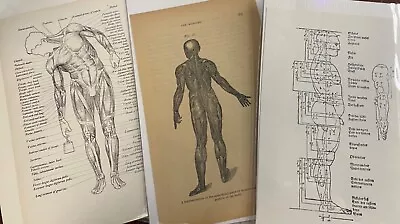 3 5' X 8  Vintage Medical Diagrams For Framing In VG Condition • $1.99