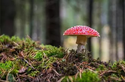 Mushrooms *2x3 Fridge Magnet* Fungus Portobella Spores Morels Truffles Forest • $8.95