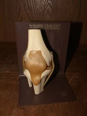 Medical Model Human Knee Bone Merck MSD W/ Stand Pharmaceutical Anatomy Display • $25