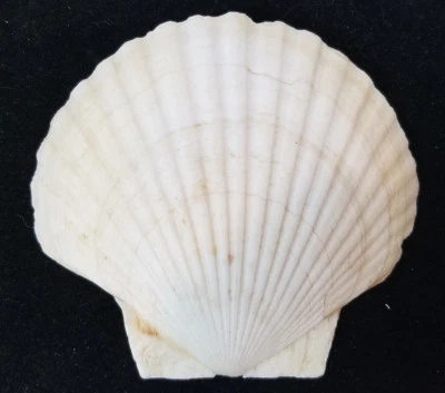 $3.41 • Buy Large Scallop Sea Shell