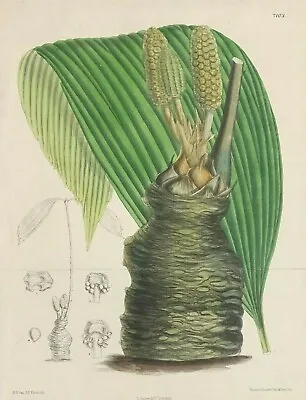 CYCAD- Zamia Wallisii RARE Botanical Print Circa Late 1800's Original Print • $300