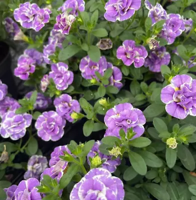 Calibrachoa (Million Bells) Doubles X 3 Plug Plants • £6.60