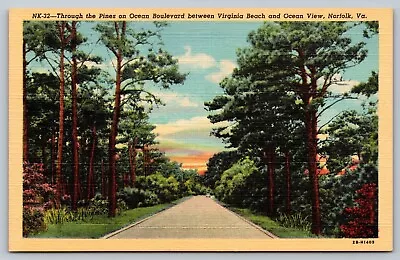 Virginia Beach VA - Ocean Boulevard - Pine Trees - 1943 • $3.25