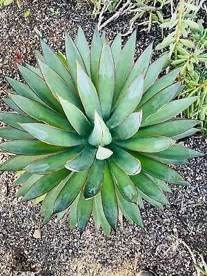 Agave Blue Glow • $38.90