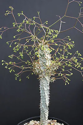 Euphorbia PERRIERI V ELONGATA Exotic Madagascar Rare Bonsai Cacti Seed 10 Seeds • $11.99