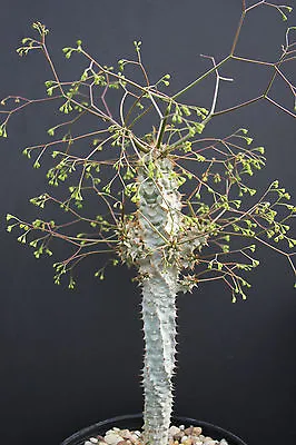 Euphorbia PERRIERI Var ELONGATA Exotic Madagascar Rare Bonsai Cacti Seed 5 Seeds • $8.99