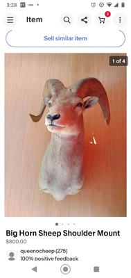 $500 • Buy Bighorn Sheep Shoulder Mount