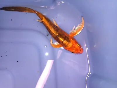 Matsuba Butterfly Koi Fish 4  Inch • $50