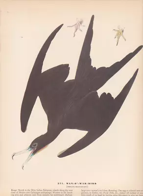 Audubon 1942 Vintage Birds #271  Man O WAR Bird  Full Color Art Plate Lithograph • $2