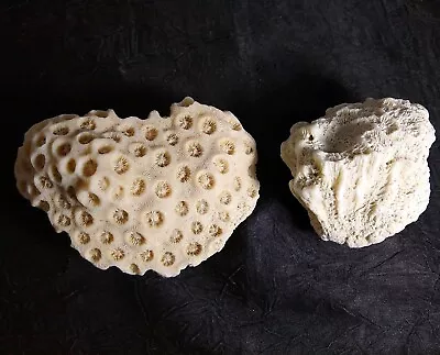 Nice Well Defined Brain Coral Fossils Sandy White Colored Lot Vtg Specimen Decor • $37.95