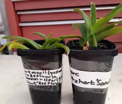 Sarcochilus X 2 Plants • $20