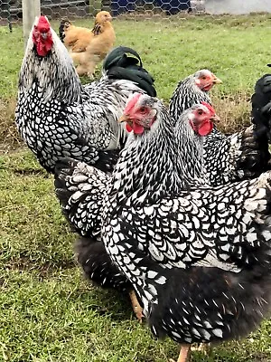 £10 • Buy 6 Silver Laced Wyandotte Hatching Eggs Large Fowl