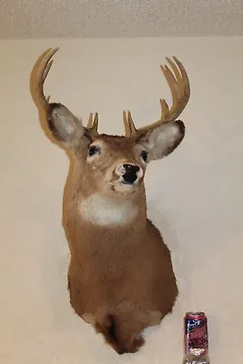 Whitetail Deer Head Shoulder Mount Taxidermy Cape Shed Antler Hunt Mule Rack • $185