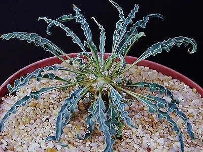 £8.05 • Buy Euphorbia Hadramautica, Exotic Rare Madagascar Bonsai Cacti Caudex Seed 5 Seeds