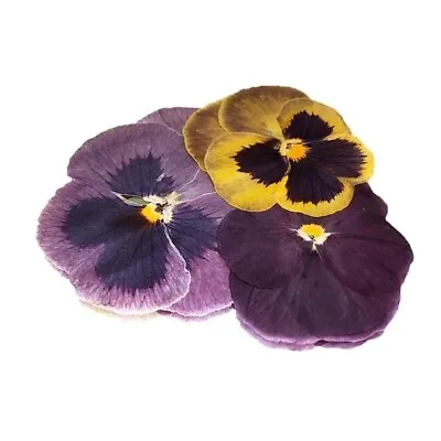 Edible Flowers Pressed Pansy Cake Topper Decorations • £6.99