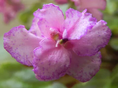 African Violet Plant * LYONS FIREWORKS * Semi Miniature • $9