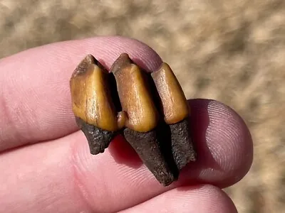 Florida Fossil Deer Tooth NICE COLOR Pleistocene Mammoth Age Mammal • $9.99