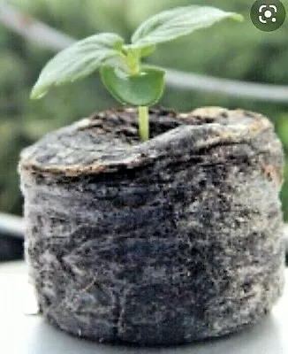 £8.79 • Buy 50 COCO COIR DISCS/COMPOST 30mm FOR FILLING PLUG TRAYS EXPAND QUICKLY