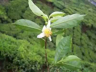 100  Camellia Sinensis Seeds Tea Seeds  Tea Plant Seeds . • £37.20