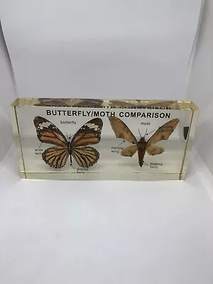 Moth & Butterfly Taxidermy In Resin Paperweight Acrylic Block FREE P&P • £8