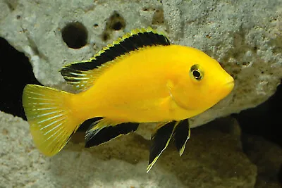 Yellow Lab Cichlid ** African Malawi Cichlid ** Labidochromis Caeruleus • £7.99