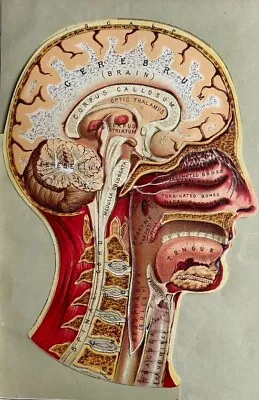 Antique Transformational Chromolithograph Human Head Including Phrenology • $9.99