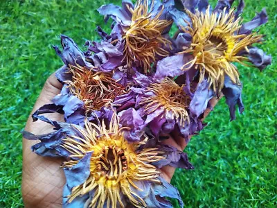 $3.55 • Buy Natural Organic Dried Blue Lotus Flower Nymphaea Caerulea Herbal Tea Water Lily