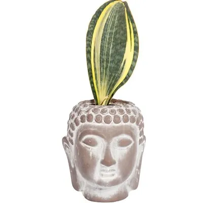 12CM Sansevieria Masoniana Variegated Cactus Succulent Live Plant Beautiful • $17.99