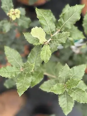 Quercus Ilex Evergeen Oak Tree Large 30-40cm Supplied In A 3 Litre Pot • £19.99