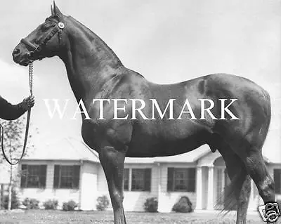 MAN O WAR Vintage Horse Racing Glossy 8 X 10 Photo Poster Race Kentucky Man Cave • $5.99