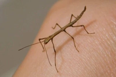 £5 • Buy 10 Indian Stick Insect Nymphs
