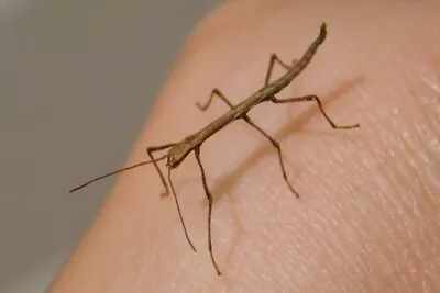 £5.45 • Buy 15 Indian Stick Insect Nymphs