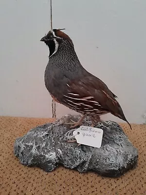 Taxidermy Stuffing Tattoo Glass Dome STUFFED CALIFORNIA QUAIL Partridge • $37.88