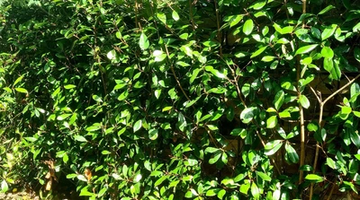 15 X 7ft Red Robin Photinia Shrubs • £200