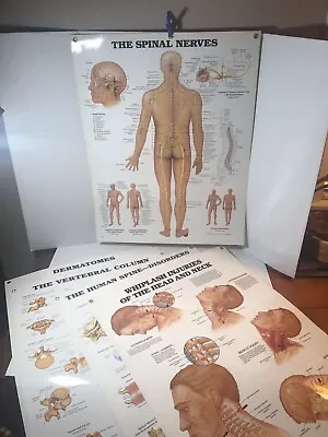 5 Vintage Anatomical Chart Co. Medical Laminated Poster Charts Anatomy 20 X26” • $48.95