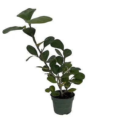Mistletoe Fig Tree - Mas Cotek - Ficus Deltoidea - Bonsai/House Plant - 4  Pot • $14.99